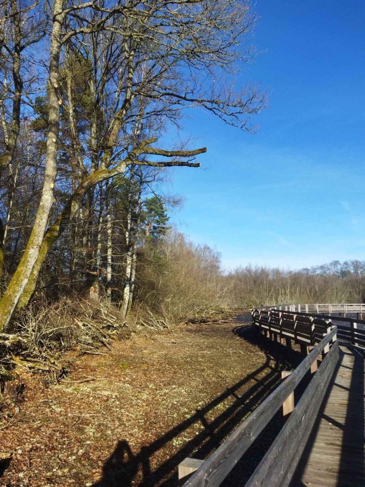 Travaux d'élagage et abattage Montluçon