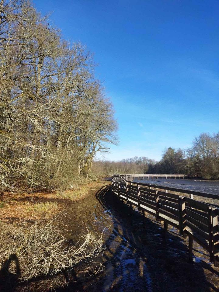 Travaux d'élagage et abattage Montluçon
