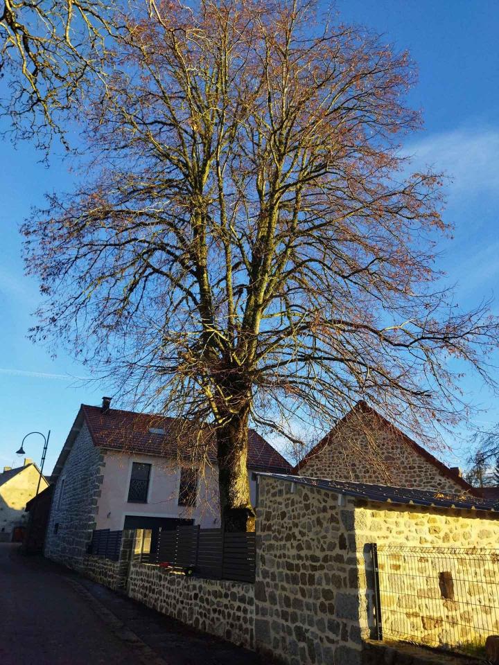 travaux d’élagage et d’abattage d’arbres Montluçon