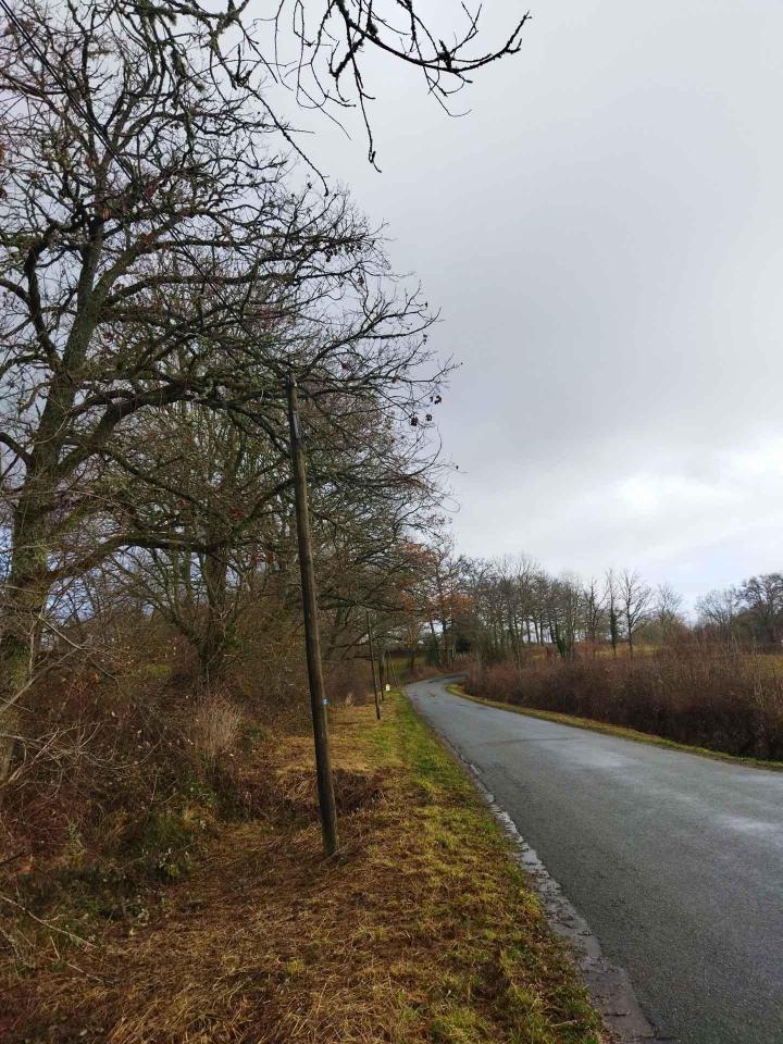 travaux d’élagage et d’abattage d’arbres Montluçon