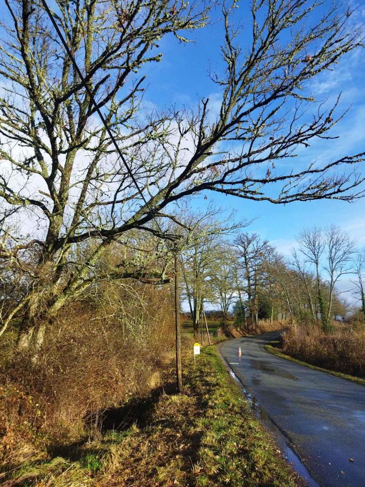 Travaux d'élagage et abattage Montluçon
