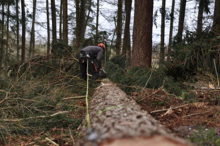 Travaux forestier Montluçon