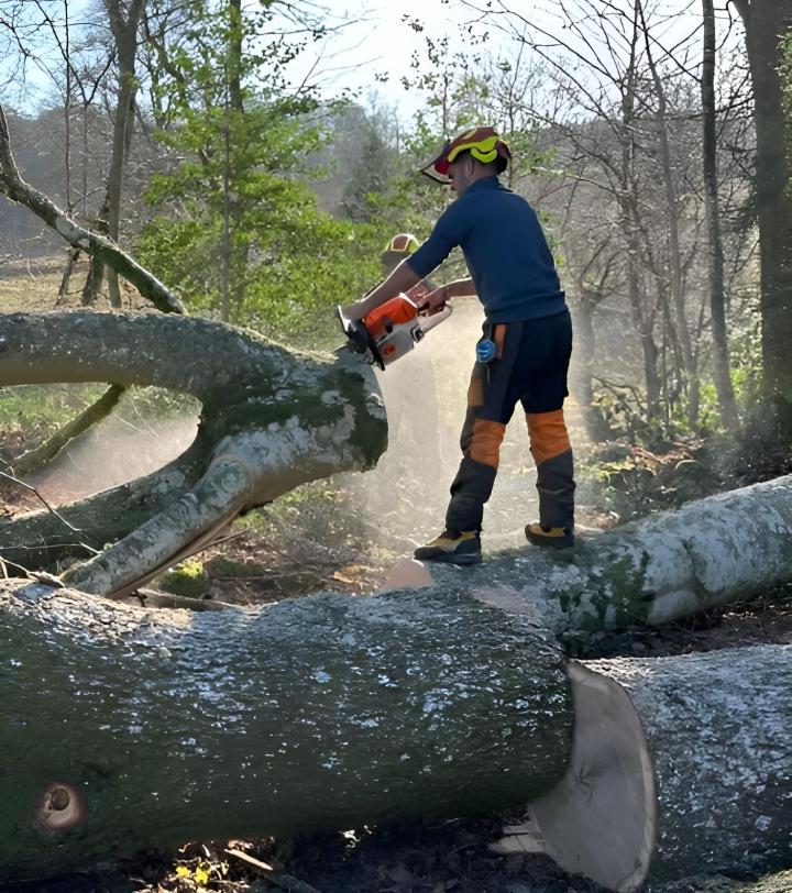 Travaux d'élagage et abattage Montluçon